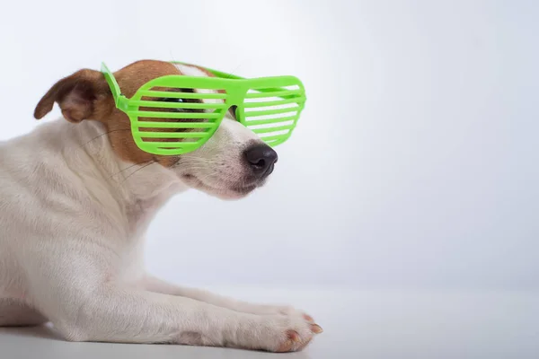 Jack Russell cão terrier em óculos verdes elegantes em um fundo branco. — Fotografia de Stock