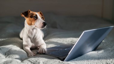 Akıllı köpek Jack Russell Terrier dizüstü bilgisayarın yanında yatıyor..