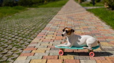 Jack Russell, güneş gözlüklü teriyer köpeği. Açık hava tahtasıyla geziyor..