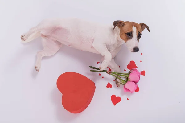 Zabawny pies daje bukiet róż jako znak miłości na 14 lutego. Walentynki kartka z życzeniami — Zdjęcie stockowe