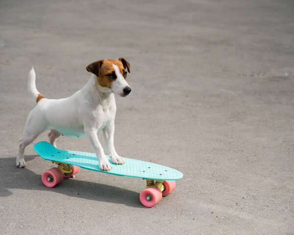Jack russell terrier dog rides a penny board outdoors