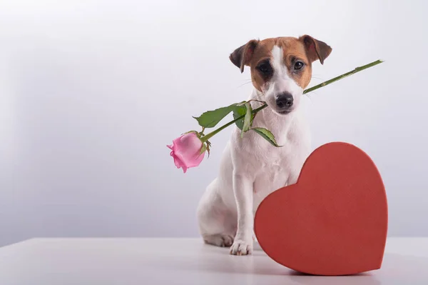 Ένα χαριτωμένο σκυλάκι κάθεται δίπλα σε ένα κουτί σε σχήμα καρδιάς και κρατά ένα ροζ τριαντάφυλλο στο στόμα του σε λευκό φόντο. Δώρο για την ημέρα του Αγίου Βαλεντίνου — Φωτογραφία Αρχείου