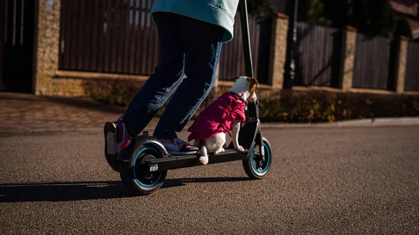 Una donna guida uno scooter elettrico in un villaggio cottage con un cane Jack Russell Terrier. — Foto Stock