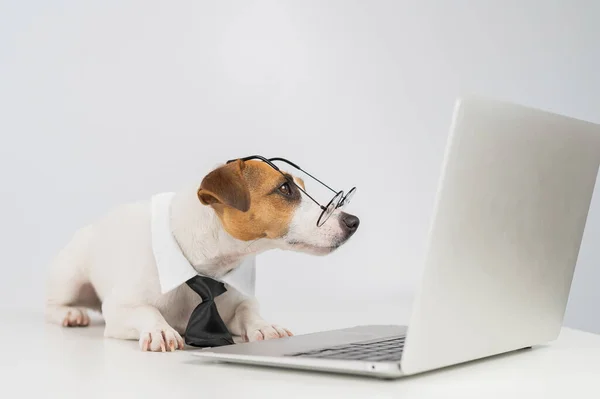 Jack russell terrier dog in glasses and tie works on laptop on white background. — Stock Photo, Image
