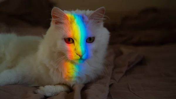 White fluffy cat with a rainbow of light on its face. — Stock Photo, Image