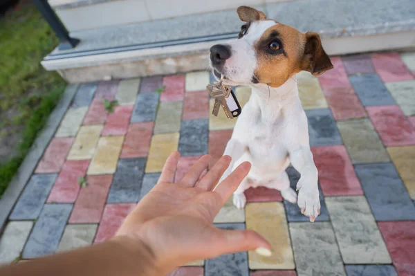 Jack Russell terrier cão dá ao proprietário as chaves da casa. — Fotografia de Stock