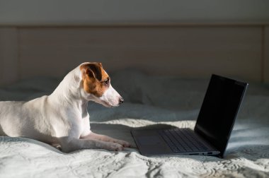 Akıllı köpek Jack Russell Terrier dizüstü bilgisayarın yanında yatıyor..