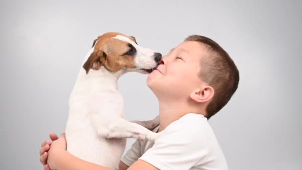 Jack Russell terrier chien lèche le visage des garçons. — Video