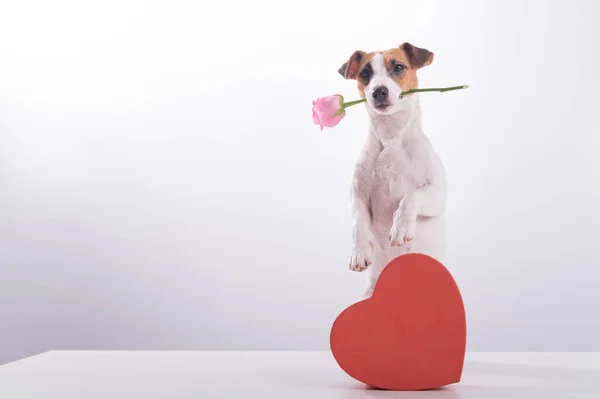 Jack Russell Terrier segura flores na boca e senta-se ao lado de uma caixa em forma de coração. Um cão dá um presente romântico em uma data — Fotografia de Stock