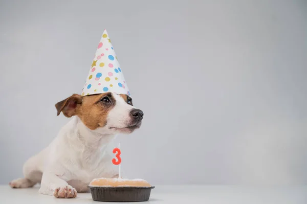 Jack Russell terrier en una gorra festiva por un pastel con una vela sobre un fondo blanco. El perro está celebrando su tercer cumpleaños —  Fotos de Stock