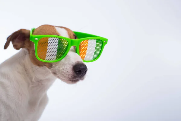 Retrato de um cão jack russell terrier em óculos engraçados em um fundo branco. Saint patricks dia feriado conceito — Fotografia de Stock