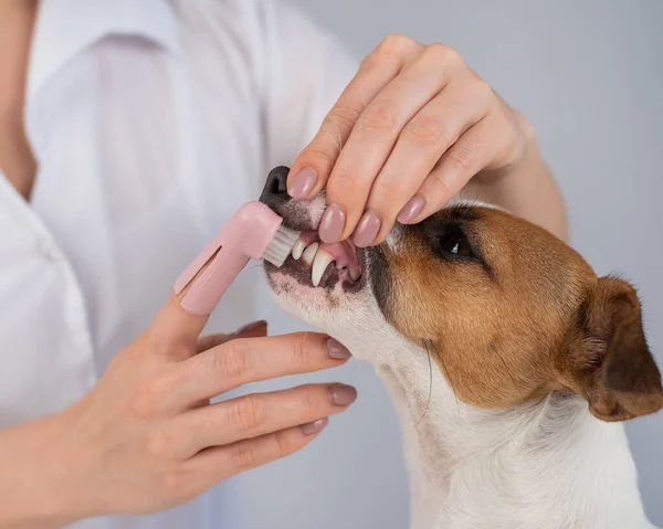 Mulher veterinária escova os dentes do cão jack russell terrier com uma escova especial colocá-lo em seu dedo. — Fotografia de Stock