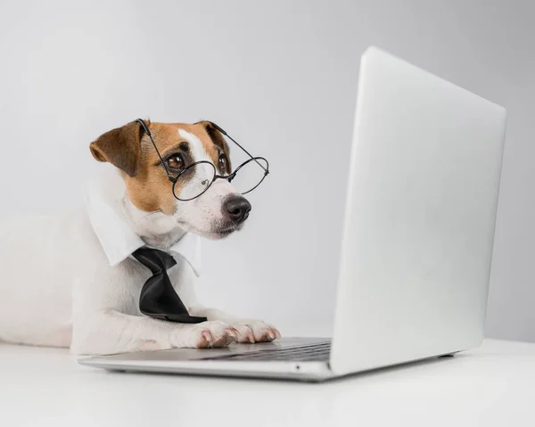 Jack russell terrier chien dans des lunettes et cravate fonctionne sur ordinateur portable sur fond blanc. — Photo