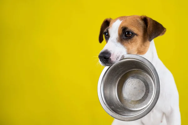 Hungry jack russell terrier segurando uma tigela vazia em um fundo amarelo. O cão pede comida. — Fotografia de Stock