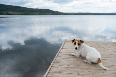 Üzgün köpek Jack Russell Terrier gölün kıyısında tek başına oturuyor..
