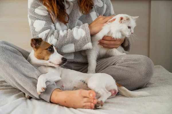 Blanke vrouw met een witte pluizige kat en Jack Russell Terrier hond terwijl ze op het bed zit. Het roodharige meisje knuffelt met huisdieren. — Stockfoto