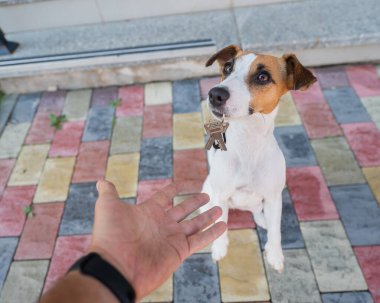 Jack Russell Terrier köpeği ev sahibine evin anahtarlarını verir..