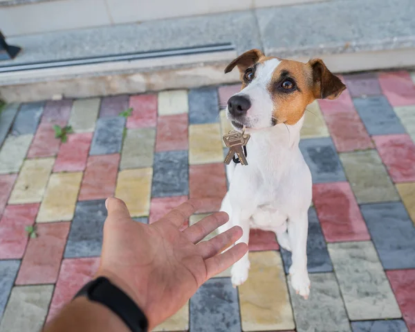 Jack Russell Terrier σκυλί δίνει στον ιδιοκτήτη τα κλειδιά του σπιτιού. — Φωτογραφία Αρχείου