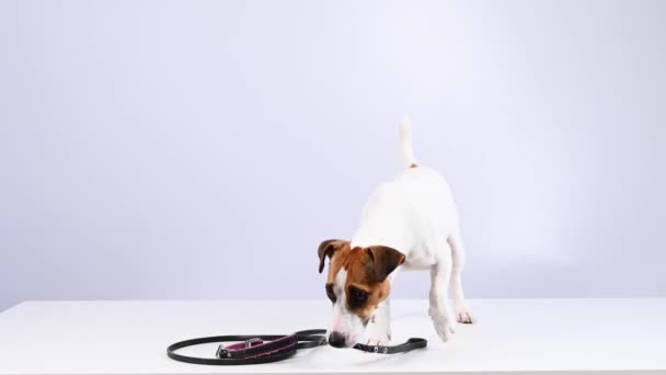 Jack russell terrier dog calls for a walk and gives a leash on a white background. — ストック動画