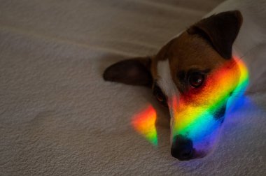 Jack Russell Terrier köpeği yüzünde gökkuşağı ışınlarıyla yatakta yatıyor.. 