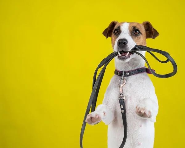 Köpek sarı arka planda bir tasma tutuyor. Jack Russell Terrier sahibini yürüyüşe çağırıyor.. — Stok fotoğraf