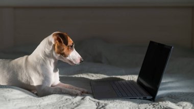Akıllı köpek Jack Russell Terrier dizüstü bilgisayarın yanında yatıyor..