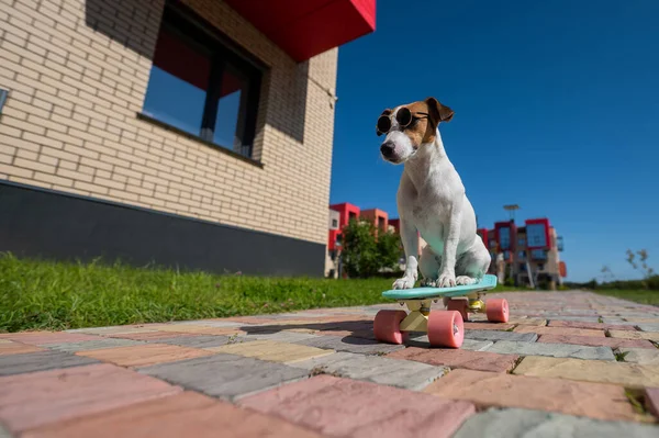 Jack russell terrier chien en lunettes de soleil monte une planche de penny à l'extérieur. — Photo