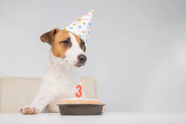 Jack Russell terrier en una gorra festiva por un pastel con una vela sobre un fondo blanco. El perro está celebrando su tercer cumpleaños — Foto de Stock
