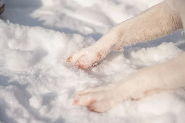 Närbild av iskalla hundtassar på vit snö på vintern. — Stockfoto