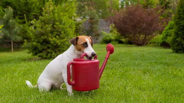 Dog Jack Russell Terrier áll a gyepen, és tart egy öntözőkannát — Stock Fotó