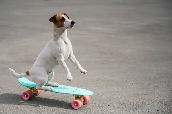 Köpek dışarıda bir peni tahtasına biniyor. Jack Russell Terrier kaykay üzerinde numaralar yapıyor. — Stok fotoğraf