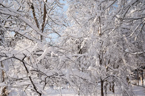 Zasněžené stromy v zimním lese. — Stock fotografie
