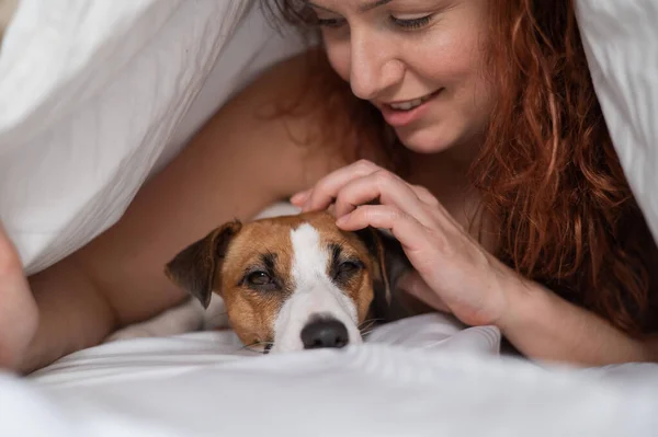 Biała rudowłosa kobieta śpi w uścisku z psem terrier Jackiem Russellem na białym prześcieradle. — Zdjęcie stockowe