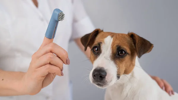 Woman veterinarian brushes the teeth of the dog jack russell terrier with a special brush putting it on her finger. — Stock Photo, Image