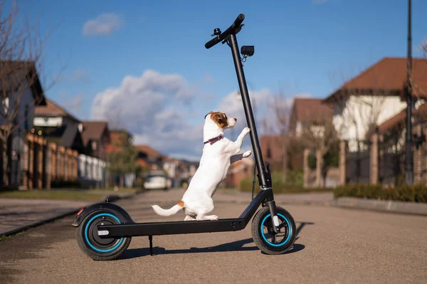 Jack Russell Terrier köpeği kır evinde elektrikli scooter kullanıyor.. — Stok fotoğraf