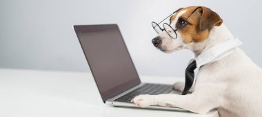 Gözlüklü ve kravatlı teriyer köpeği Jack Russell laptopta beyaz arka planda çalışır..