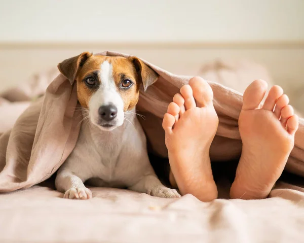 개는 주인 과 함께 침대위에 누워 담요 속에서 밖을 내다본다. 침실에 있는 맨발의 여자와 잭 러브볼 테리어. — 스톡 사진