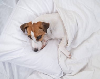 Jack Russell Terrier köpeği yorganın altında yatıyor. Hayvan yatak odasında uyuyor..