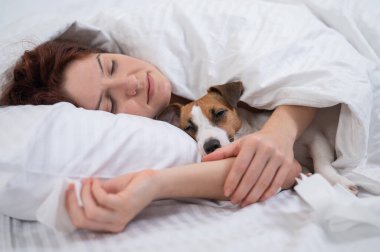 Jack Russell Terrier köpeği yatağında sahibine sarılıyor.. 