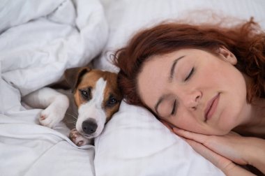 Jack Russell Terrier köpeği sahibinin yanında yatıyor.. 