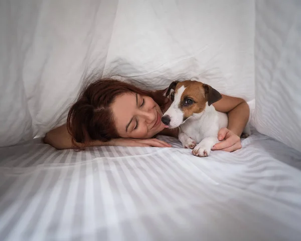 Dog Jack Russell Terrier encontra-se com o proprietário sob um cobertor. — Fotografia de Stock