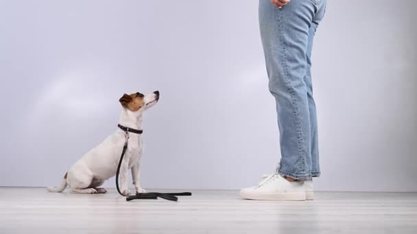 Hond geeft een riem aan een vrouw met een witte achtergrond. Jack Russell Terrier roept de eigenaar voor een wandeling. — Stockvideo