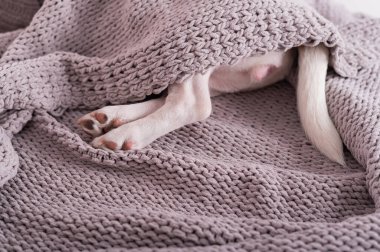 Gri bir ekoseyle kaplı şirin küçük bir köpek. Küçük bir köpeğin arka ayakları ve kuyruğu battaniyenin altından sarkıyor.