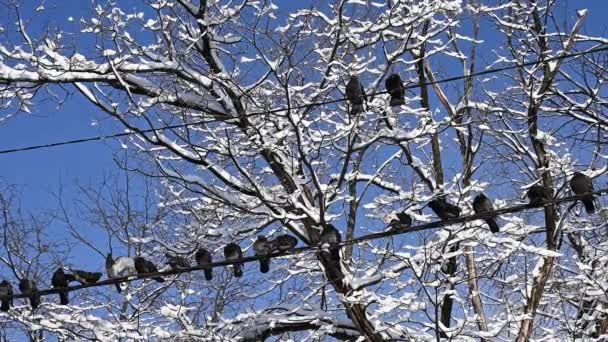 Pombos sentam-se em fios no inverno contra o céu azul. — Vídeo de Stock