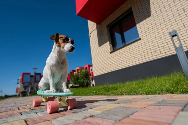 Jack Russell Terrier pies w okularach przeciwsłonecznych jeździ na tarasie. — Zdjęcie stockowe