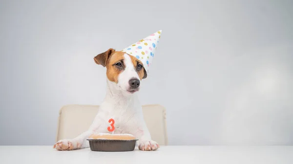 Jack Russell terrier en una gorra festiva por un pastel con una vela sobre un fondo blanco. El perro está celebrando su tercer cumpleaños —  Fotos de Stock