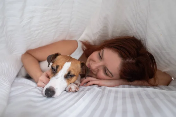Dog Jack Russell Terrier ligger med ägaren under en filt. — Stockfoto