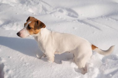 Kışın karda Jack Russell Terrier köpeği. 