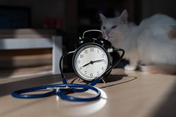 Katt telefonendoskop och väckarklocka på bordet. Kontrollera tid med en veterinär kardiolog. — Stockfoto