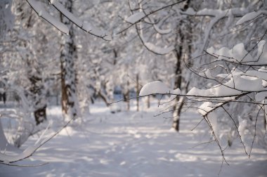 Kış ormanında karla kaplı ağaçlar. 